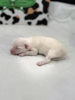 Opal female full AKC , a female Chihuahua for sale in Cullowhee, NC – Photo 2 of 10