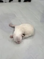 Opal female full AKC , a female Chihuahua for sale in Cullowhee, NC – Photo 6 of 10