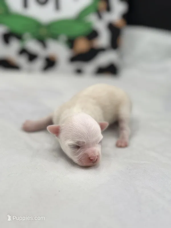 Opal female full AKC  – Chihuahua puppy for sale in Cullowhee, NC