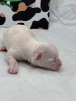 Opal female full AKC , a female Chihuahua for sale in Cullowhee, NC – Photo 9 of 10