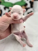 Opal female full AKC , a female Chihuahua for sale in Cullowhee, NC – Photo 8 of 10