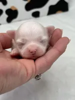 Opal female full AKC , a female Chihuahua for sale in Cullowhee, NC – Photo 3 of 10