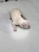 Opal female full AKC , a female Chihuahua for sale in Cullowhee, NC – Photo 4 of 10