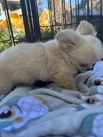 Precious Full Akc Champion sired female, a female Chihuahua for sale in Cullowhee, NC – 2 of 10