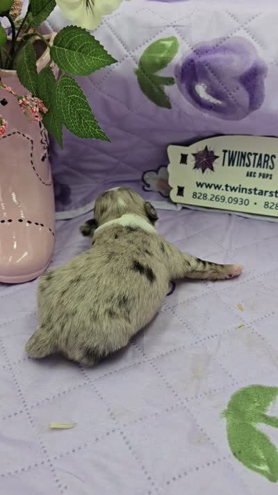 Juliettes Chocolate girl full Akc long coat, a female Chihuahua for sale in Cullowhee, NC – 2 of 10