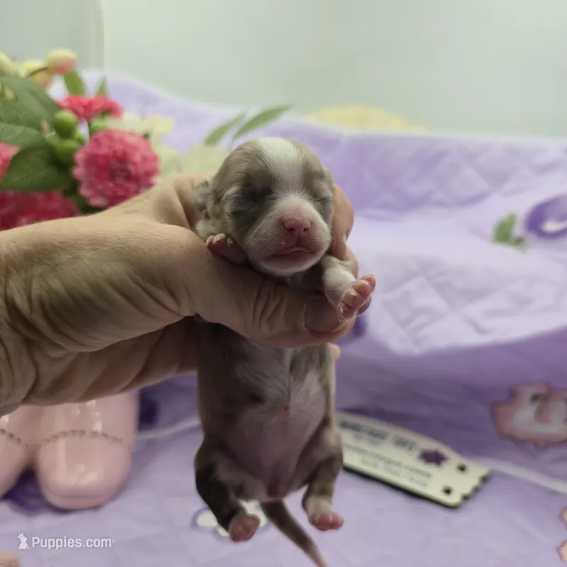 Juliettes Chocolate girl full Akc – Chihuahua puppy for sale in Cullowhee, NC