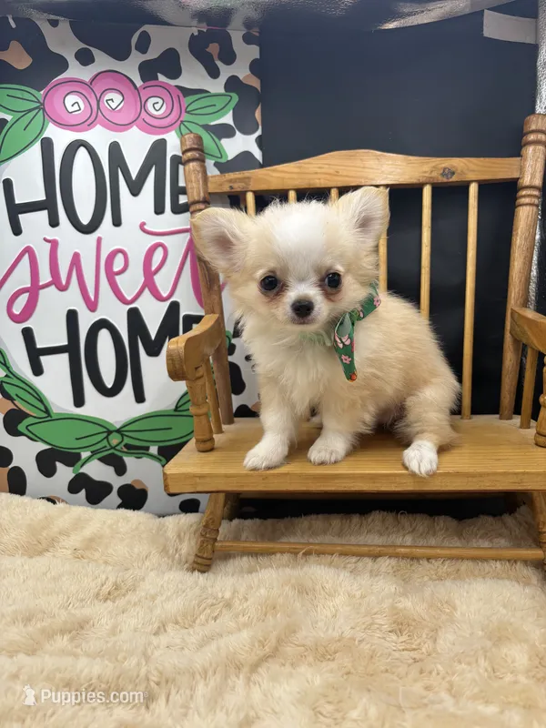 Amber female full AKC Teacup  – Chihuahua puppy for sale in Cullowhee, NC