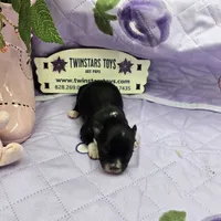 Full Akc Prim's black and white female, a female Chihuahua for sale in Cullowhee, NC – 4 of 10
