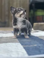 Freyas female full AKC , a female Chihuahua for sale in Cullowhee, NC – 4 of 10