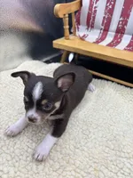 Freyas chocolate male full AKC , a male Chihuahua for sale in Cullowhee, NC – 10 of 10