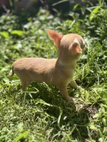 Bitsy AKC  teacup , a female Chihuahua for sale in Cullowhee, NC – 2 of 10