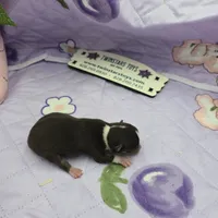 Sonia's chocolate male full Akc, a male Chihuahua for sale in Cullowhee, NC – 8 of 10