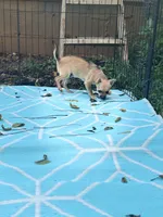 Full AKC Summer Male 2, a male Chihuahua for sale in Cullowhee, NC – 4 of 9