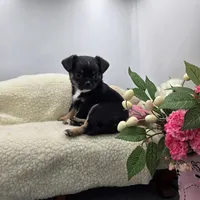 Full AKC Winnie f2, a female Chihuahua for sale in Cullowhee, NC – 7 of 8