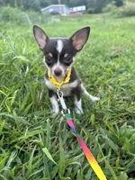  Tripp  male full AKC , a male Chihuahua for sale in Cullowhee, NC – 9 of 10
