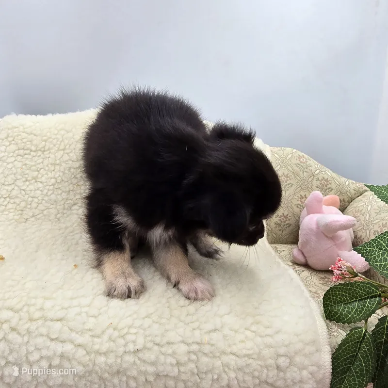 Full AKC Juliette Male # 4  – Chihuahua puppy for sale in Cullowhee, NC