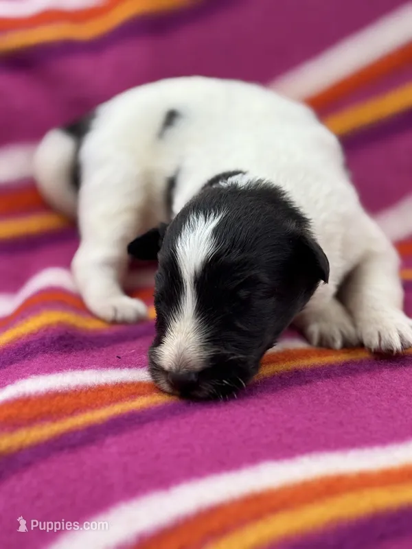 Lucy female full AKC  – Shetland Sheepdog puppy for sale in Cullowhee, NC