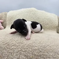 Cupcake tiny tri male, a male Toy Fox Terrier for sale in Cullowhee, NC – 3 of 10