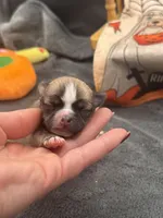 Panda male 2 full AKC , a male Chihuahua for sale in Cullowhee, NC – 8 of 10