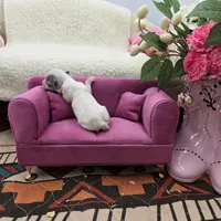 Full AKC Hermione Female , a female Chihuahua for sale in Cullowhee, NC – 6 of 7