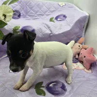 Minnie's sweet girl full Akc, a female Toy Fox Terrier for sale in Cullowhee, NC – 7 of 8