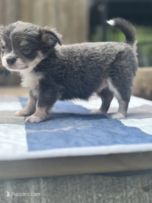 Freyas female full AKC  – Chihuahua puppy for sale in Cullowhee, NC