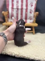 Freyas chocolate male full AKC , a male Chihuahua for sale in Cullowhee, NC – 5 of 10