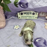 Juliettes Chocolate girl full Akc long coat, a female Chihuahua for sale in Cullowhee, NC – 3 of 10