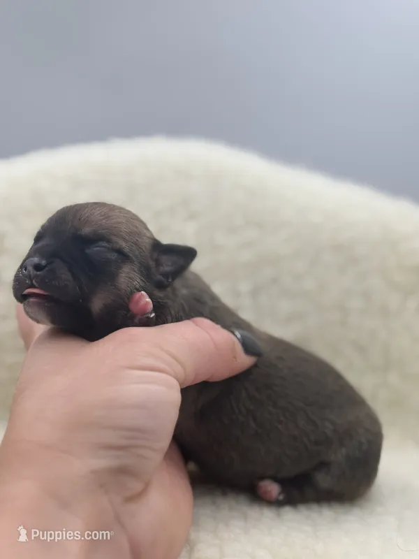 Full AKC Summer Male 2 – Chihuahua puppy for sale in Cullowhee, NC