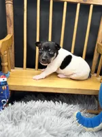 Topanga Male 2 , a male Toy Fox Terrier for sale in Cullowhee, NC – 4 of 8