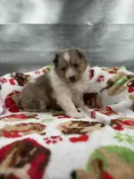 Full AKC Zina f, a female Shetland Sheepdog for sale in Cullowhee, NC – Photo 7 of 8