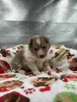 Full AKC Zina f, a female Shetland Sheepdog for sale in Cullowhee, NC – Photo 6 of 8