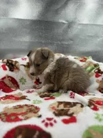 Full AKC Zina f, a female Shetland Sheepdog for sale in Cullowhee, NC – Photo 8 of 8