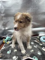 Full AKC Zina f, a female Shetland Sheepdog for sale in Cullowhee, NC – Photo 2 of 8