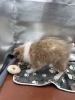 Full AKC Zina f, a female Shetland Sheepdog for sale in Cullowhee, NC – Photo 3 of 8