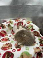 Full AKC Zina f, a female Shetland Sheepdog for sale in Cullowhee, NC – Photo 5 of 8