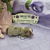 Full Akc Charlotte's chocolate merle male, a male Chihuahua for sale in Cullowhee, NC – 9 of 10