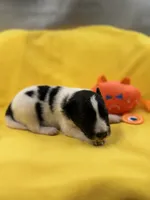 Lucy’s male full AKC color head , a male Shetland Sheepdog for sale in Cullowhee, NC – 5 of 10
