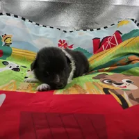 Farrah full Akc female Bi-blk, a female Shetland Sheepdog for sale in Cullowhee, NC – 8 of 10