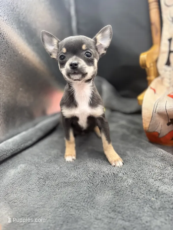 Darla Blue tri full AKC  – Chihuahua puppy for sale in Cullowhee, NC