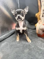 Darla Blue tri full AKC , a female Chihuahua for sale in Cullowhee, NC – 1 of 8
