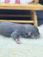 Blue and tan female full AKC , a female Chihuahua for sale in Cullowhee, NC – 10 of 10