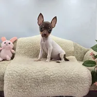 Cupcake tiny chocolate male, a male Toy Fox Terrier for sale in Cullowhee, NC – 7 of 10