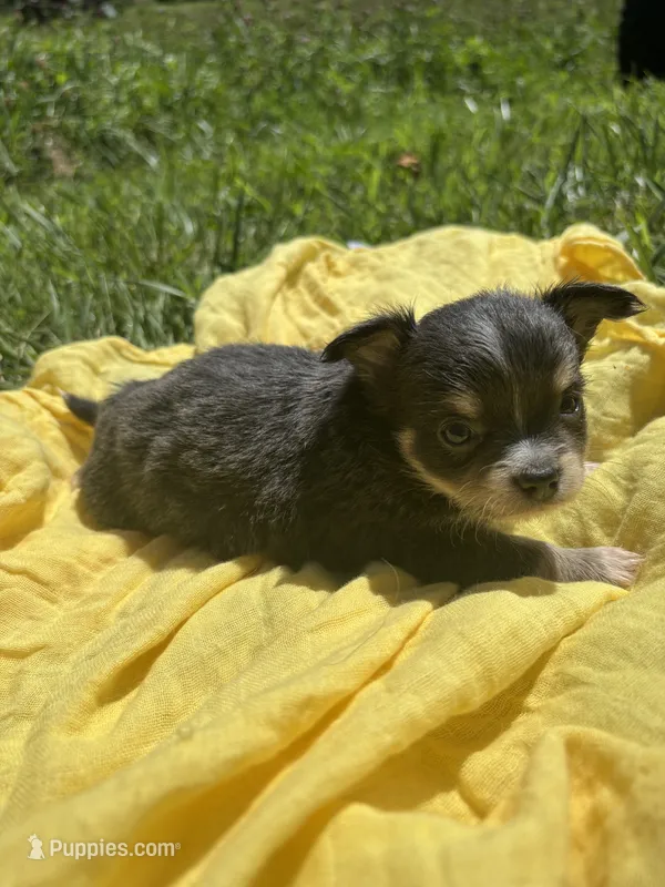 Freyas female full AKC  – Chihuahua puppy for sale in Cullowhee, NC