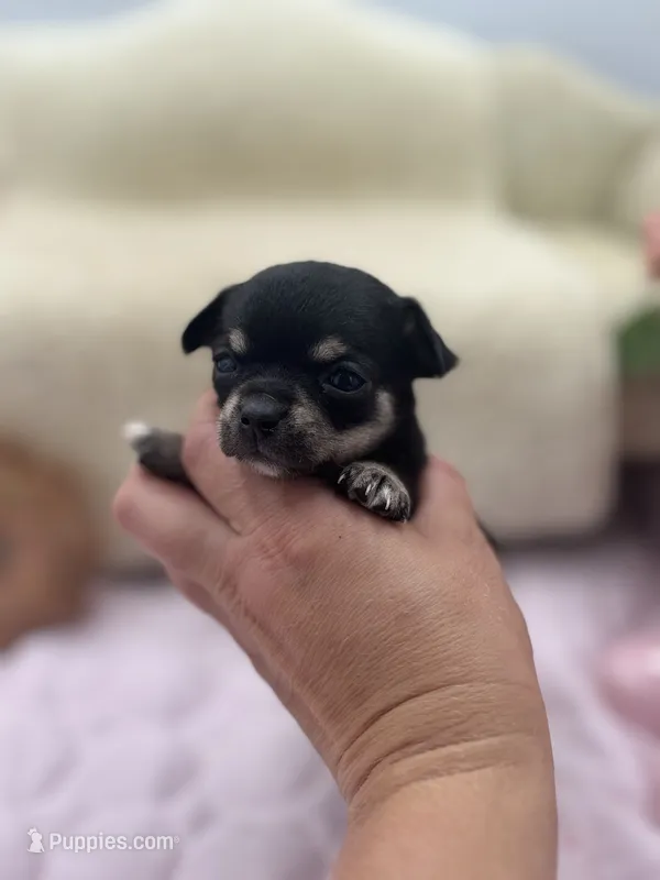 Caroline f2 AKC  – Chihuahua puppy for sale in Cullowhee, NC