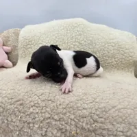 Cupcake tiny tri male, a male Toy Fox Terrier for sale in Cullowhee, NC – 5 of 10
