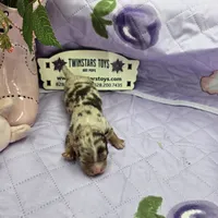 Full AKC Dixie's Chocolate Merle, a male Chihuahua for sale in Cullowhee, NC – 9 of 9