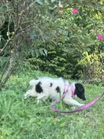 Lucy female full AKC , a female Shetland Sheepdog for sale in Cullowhee, NC – 8 of 10