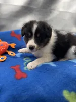 Full AKC Zina M 5, a male Shetland Sheepdog for sale in Cullowhee, NC – 4 of 10