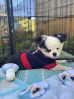 Pumbaa Full Akc Champion sire male, a male Chihuahua for sale in Cullowhee, NC – 2 of 10
